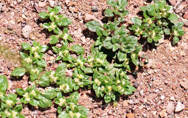 Guilleminea densa, Small Matweed, Southwest Desert Flora